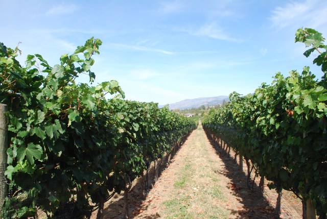 Vines at Moraine Estate Winery